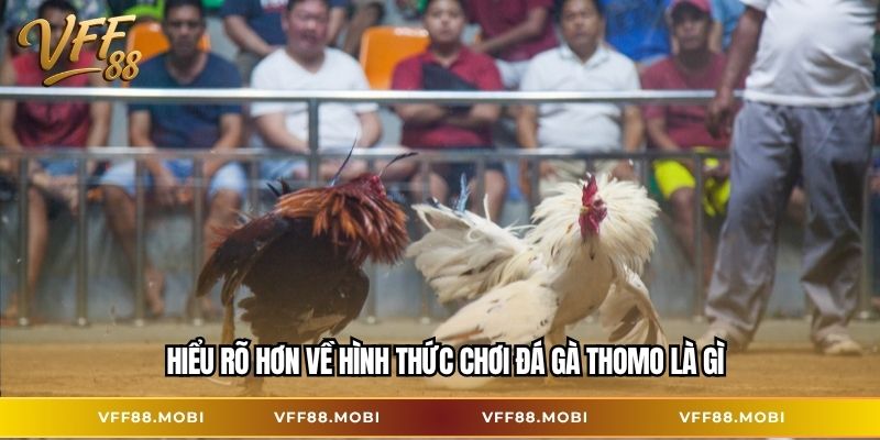 Hiểu rõ hơn về hình thức chơi đá gà thomo là gì