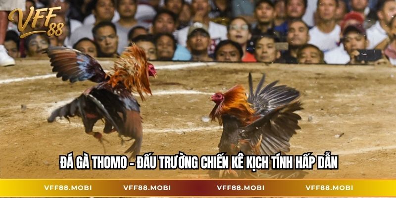 Đá gà thomo